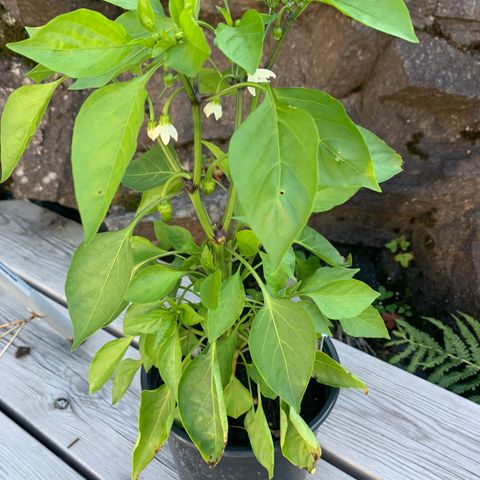 Paprikaplanter, spisspaprika og vanlig paprika