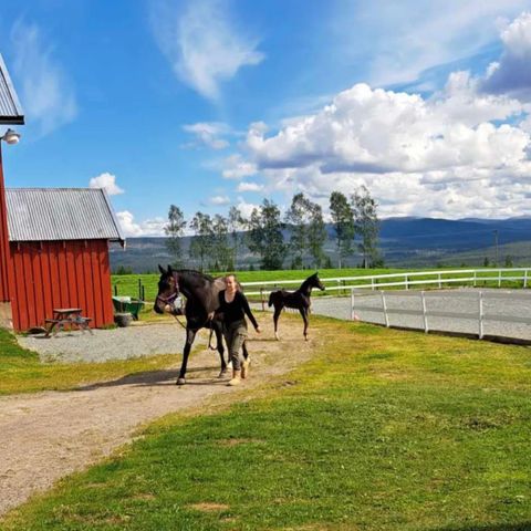 Helpensjon utegang hingst/vallak