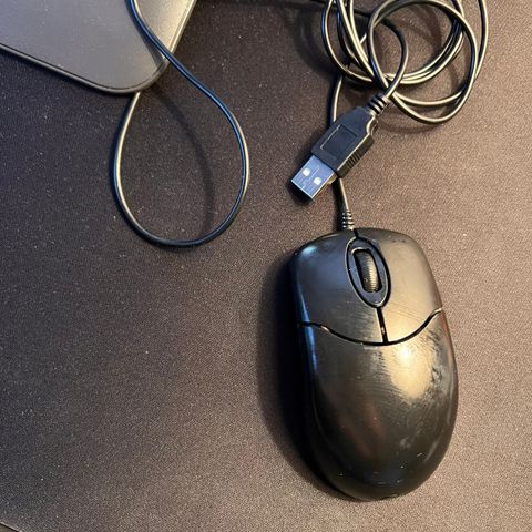 Computer mouse (mus)