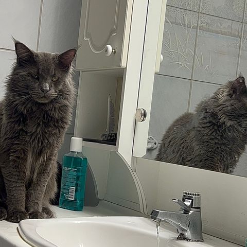 Stor flott maine coon hannkatt