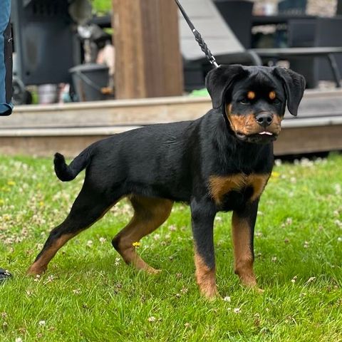 5 mnd Rottweiler tispe valp