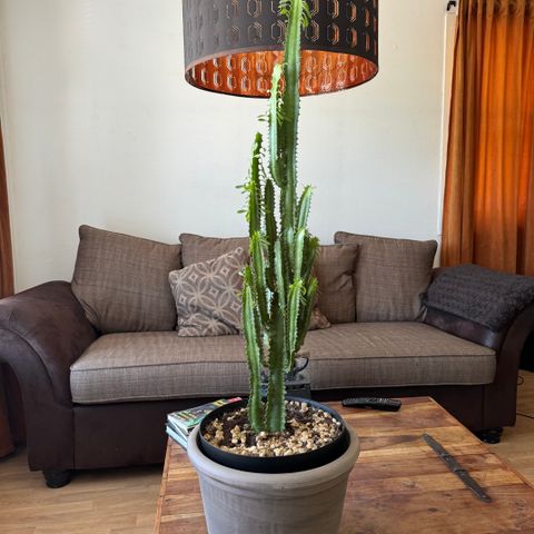 Kaktus 90 Cm