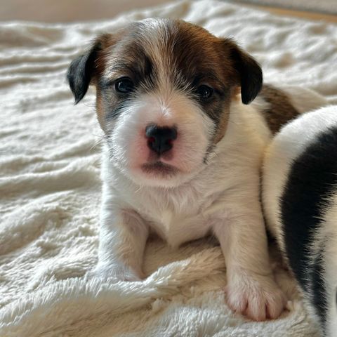 Jack Russell Terrier hannvalp fra Kennel Altolivello