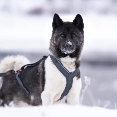 Seleverkstedet Trekreg dog harness/trekksele str XS