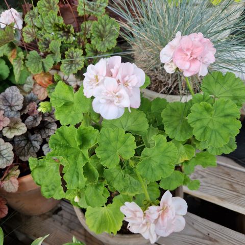 Pelargonia