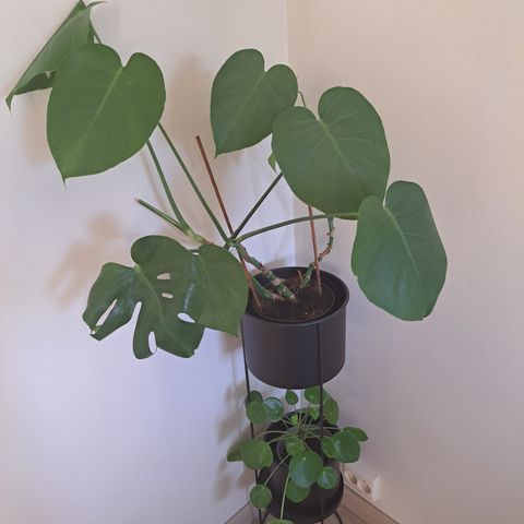 Monstera plante  i veldig god stand  selges på grunn av flytting