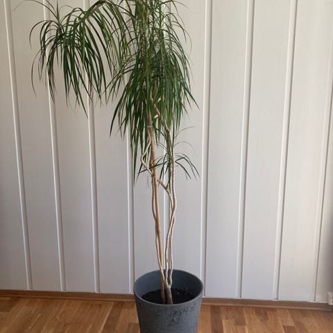 Draketre/ Dracaena marginata