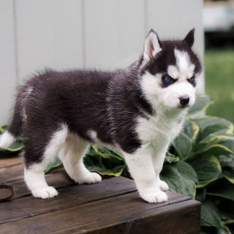 Sibirsk Husky