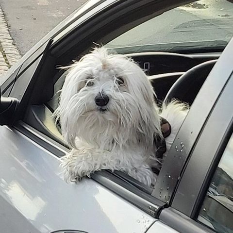 Omplassering av Coton de Tulear