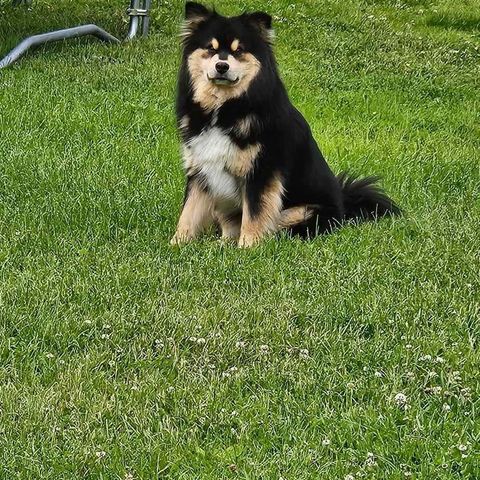 Finsk lapphund