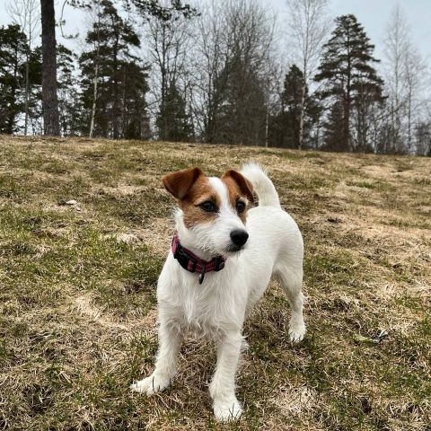 Jack Russell terrier tispe selges