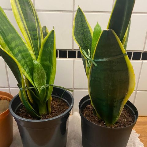 Sansevieria 4 stk