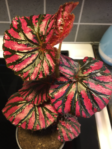 Begonia Brevirimosa selges for 450 kr