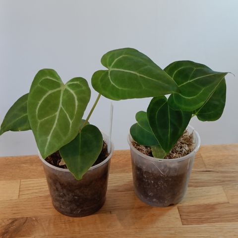 Anthurium crystallinum X