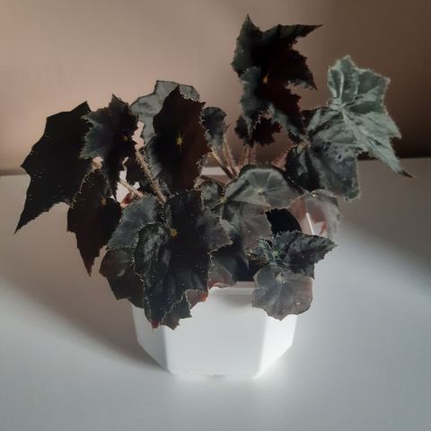 Begonia Black Velvet. Planter.