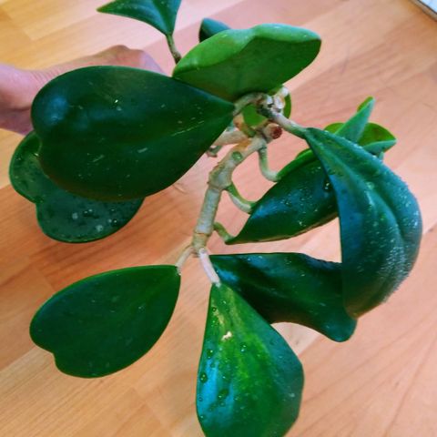 RESERVERT! GIGANTISK Hoya Kerrii stikling - rotet; 13 blader, ny vekst/ny stilk