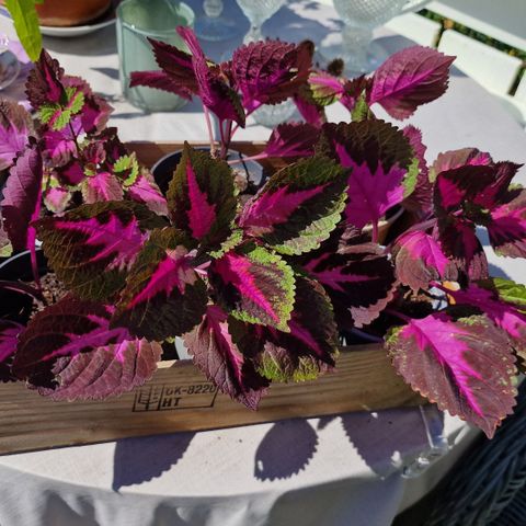 Rotede stiklinger av coleus "China Rose"