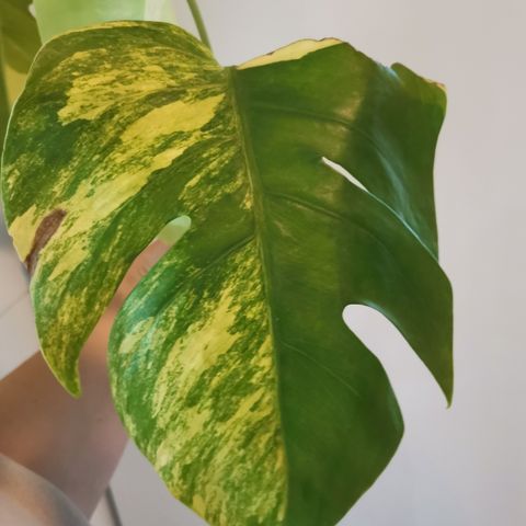 Monstera aurea, toppstikling