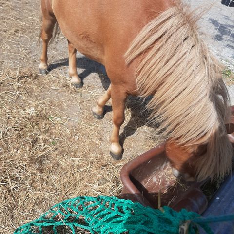 passer på hest/ponny