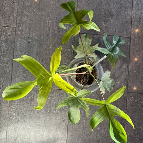 Philodendron Florida Ghost whole plant