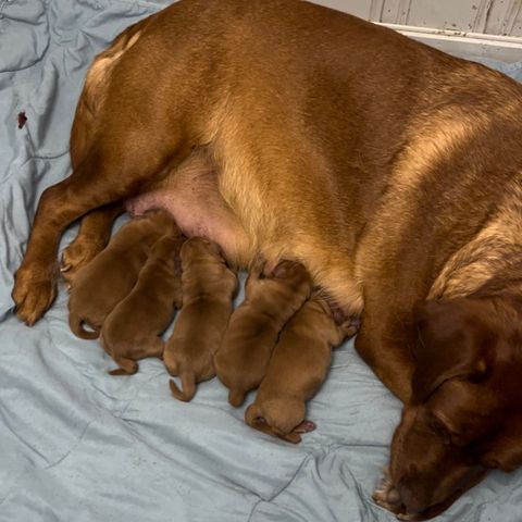 Labrador valper