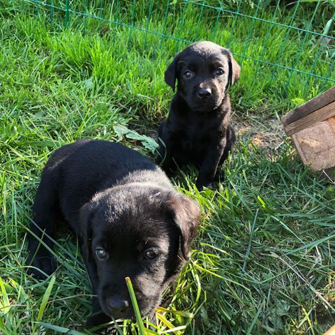 Labrador Retriever  valper, leveringsklare  3 sorte tisper og 2 gule hanner