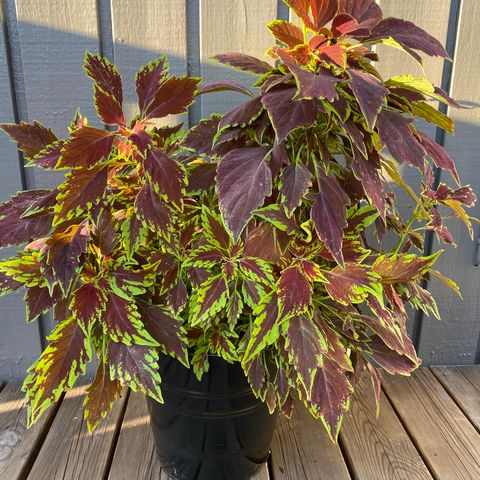 Coleus - praktspragle 70 cm