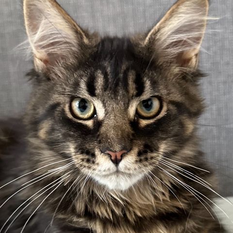 Renraset Maine Coon kattunge! RESERVERT