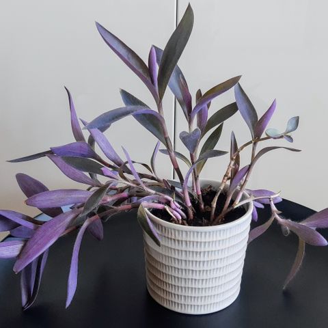 Planter : Tradescantia pallida