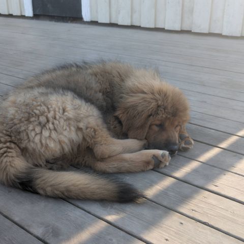 Tibetansk Mastiff tispe på 6 mnd og Pyreneerhund tispe på snart 2 år
