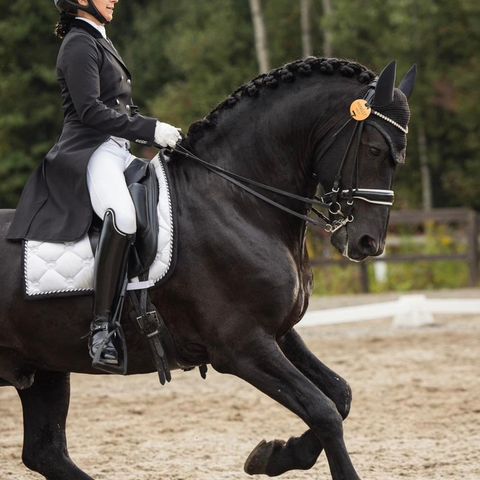 Hest i trening/salg - redusert pris høst