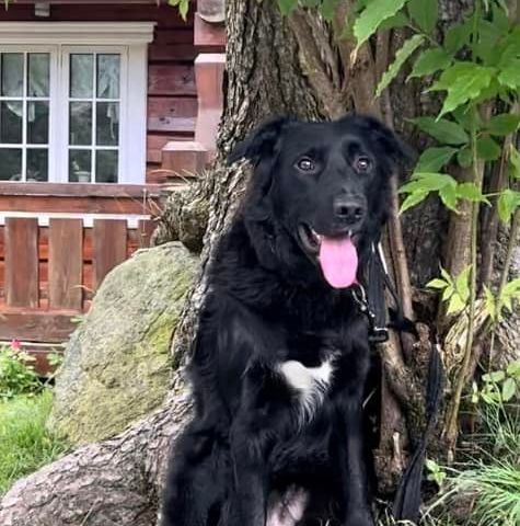 mix Border Collie / New Zeeland Huntaway Dog hann, 10 mnd