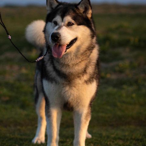 Alaskan Malamute valper