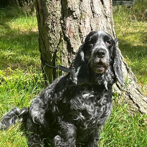 Cocker Spaniel tispe 8 år m/NKK registrering