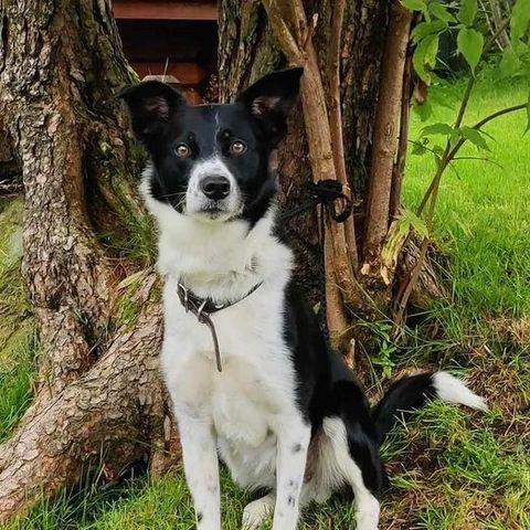 mix Labrador / Border Collie hann 5 år