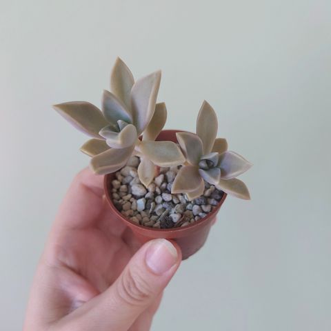 Graptopetalum paraguayense sukkulent