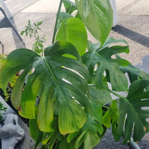 Monstera Deliciosa