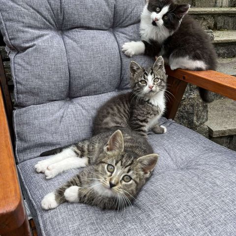 Tre nydelige kattunger til salgs