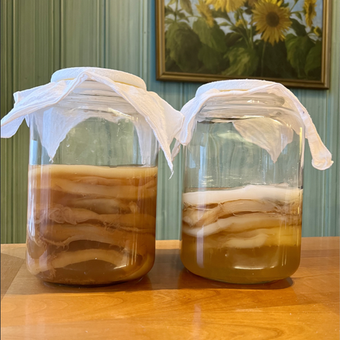 Kombucha SCOBY starterpakke - økologisk