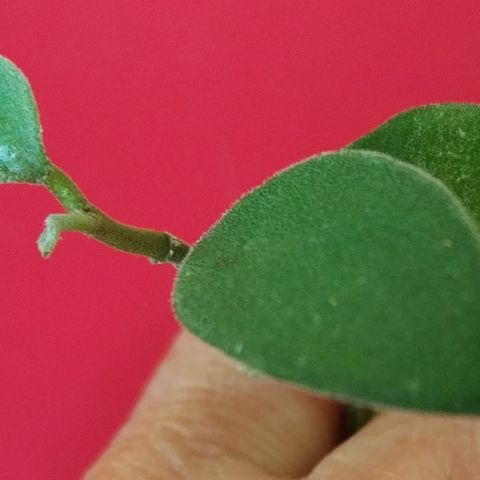 Hoya nummularioides - rotet; ny vekst på vei