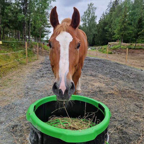 Haybar/slowfeeder