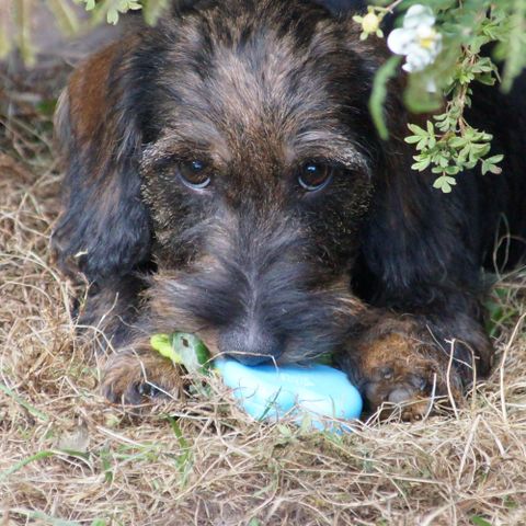 Strihåret dachshund Standard