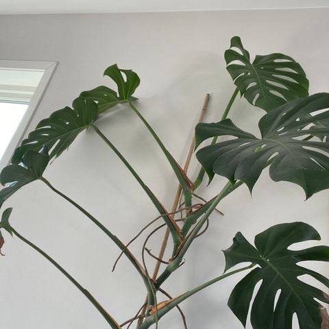 Monstera