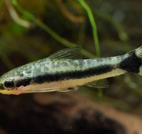 8 stk Otocinclus