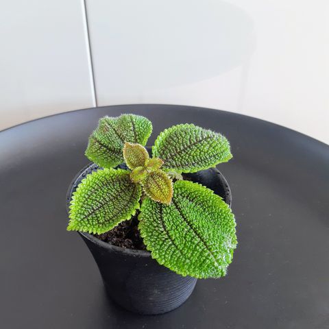 Planter: Pilea