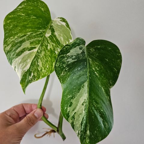 Monstera variegata