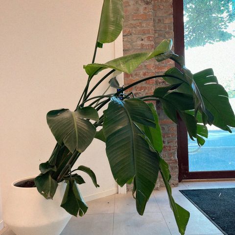 230cm Strelitzia plante + potte