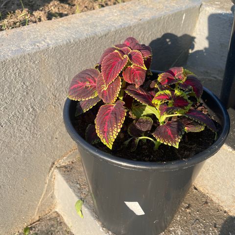 coleus