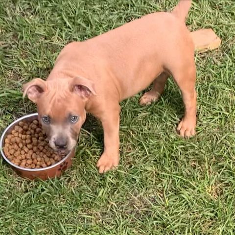 LEVERINGSKLAR Staffordshire bull terrier valper