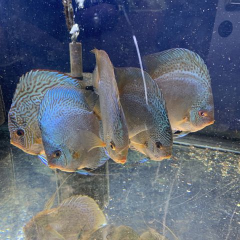 Discus